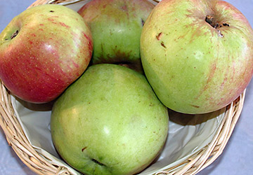 Schafnase 